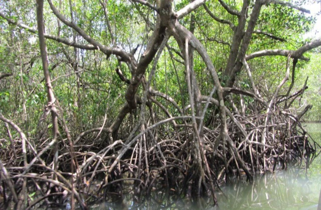 Park National Los Haitises mangrove